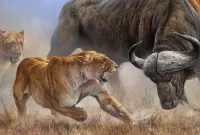 Пазл Львы и буйвол