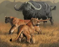 Bulmaca Lions and Buffalo