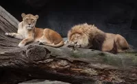 Rompecabezas Lions in a tree