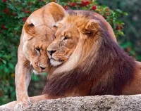 Jigsaw Puzzle Lion's tenderness