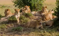 Zagadka Lion pride