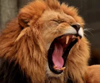 Zagadka The lion's roar