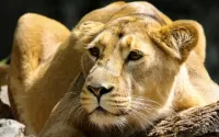 Quebra-cabeça Lioness