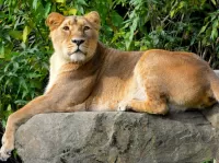 Quebra-cabeça Lioness