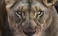 Zagadka Lioness