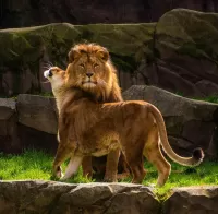 Quebra-cabeça The lioness and the lion