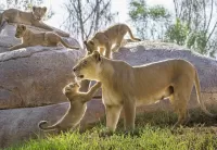 Слагалица Lioness with cubs