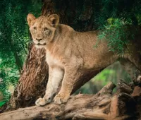 Rompicapo Lioness on a tree