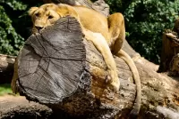 Слагалица Lioness on a tree
