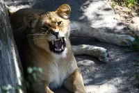 Puzzle The lioness at the zoo
