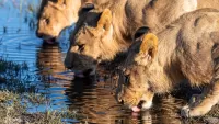 Puzzle Lionesses at the watering