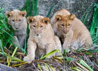 パズル lion cubs