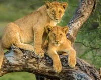 Bulmaca Lion cubs on a tree