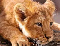 Zagadka lion cub