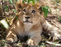 パズル lion cub