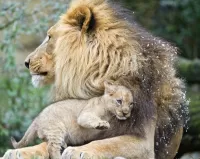 Zagadka Lion cub and lion