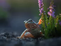 Quebra-cabeça frog