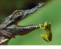 Quebra-cabeça the frog and the crocodile