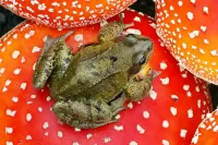 Слагалица The frog and toadstools