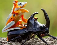Слагалица The frog and the beetle