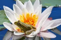 Jigsaw Puzzle Frog on a lotus
