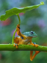 Zagadka Frog on branch