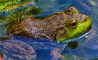 Rompecabezas Frog in the pond