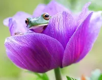 Пазл Лягушка в цветке
