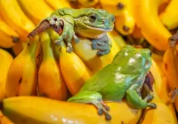 Jigsaw Puzzle Frogs and bananas