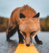 Jigsaw Puzzle Curious Fox