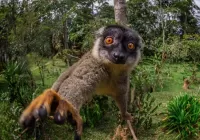 Rompecabezas Curious lemur