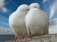 Пазл Любовь и голуби