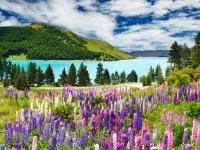 Jigsaw Puzzle Lupin river Sopka