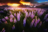 Rompecabezas Lupines in the mountains