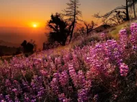 Rompicapo Lupine sunset