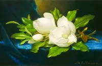 Zagadka Magnolia
