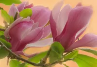 Слагалица Magnolia