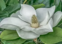 Quebra-cabeça Magnolia