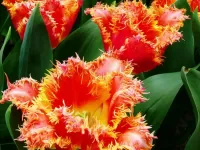 Bulmaca Terry tulips