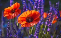 Bulmaca Poppies among the lavender