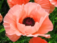 Jigsaw Puzzle poppy color