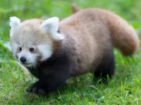Slagalica Red panda