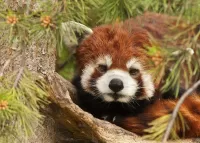 Слагалица Little panda