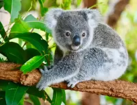 Quebra-cabeça little koala
