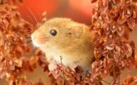 Bulmaca Little mouse