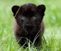 Quebra-cabeça Little Panther