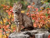 Slagalica Little lynx
