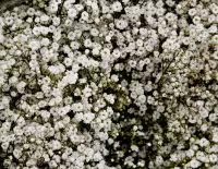 パズル small white flowers