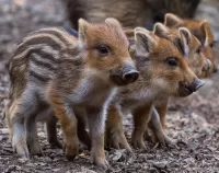 Quebra-cabeça Little boars
