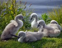 Quebra-cabeça Little swans